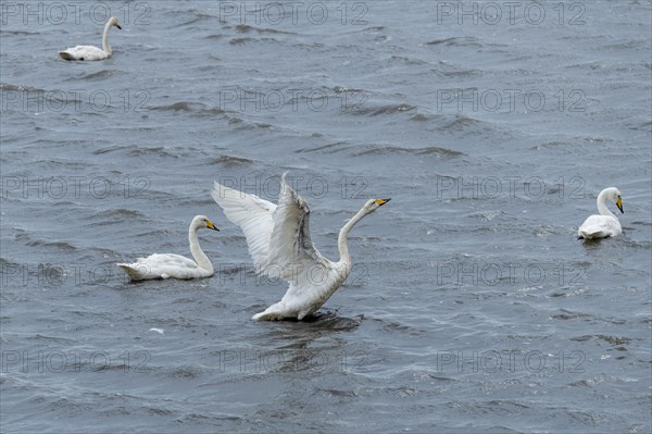 Whooper swan