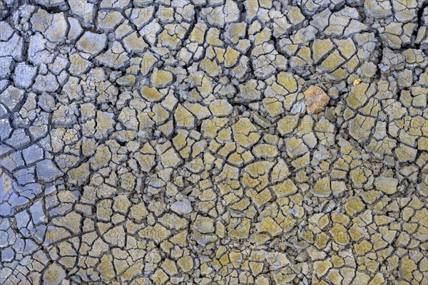 Colourful dried mud at Hengill Geothermal Area