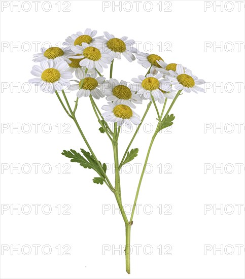 The Feverfew