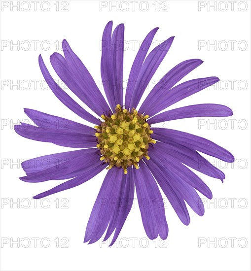 European Michaelmas Daisy