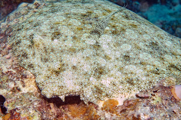 Peacock flounder