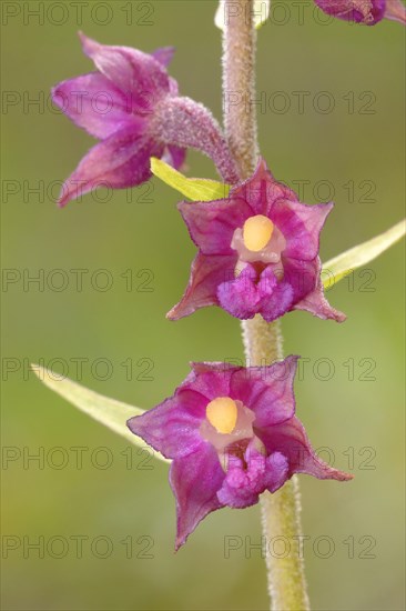 Dark red helleborine