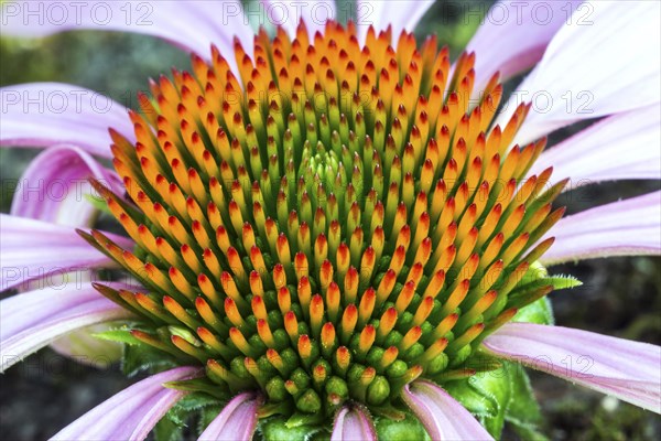 Flower of Purple Cone flower