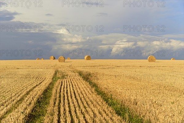 Grain field