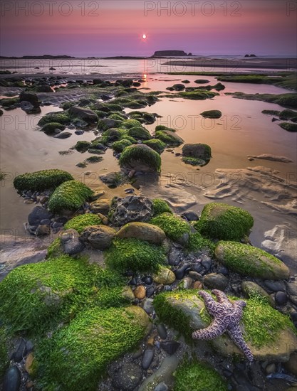 Starfish in water sea with sand and little rock background. with copy space for text or design