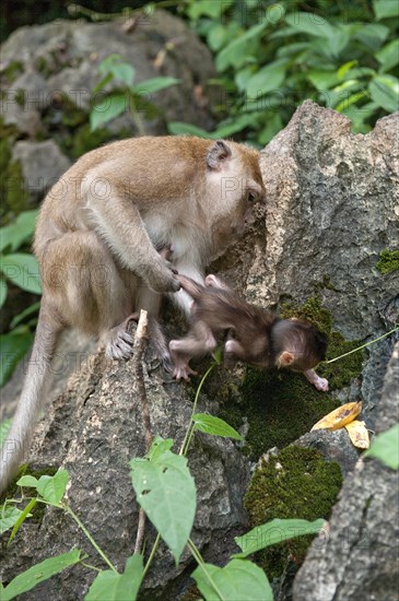 Female Crab-eating macaque