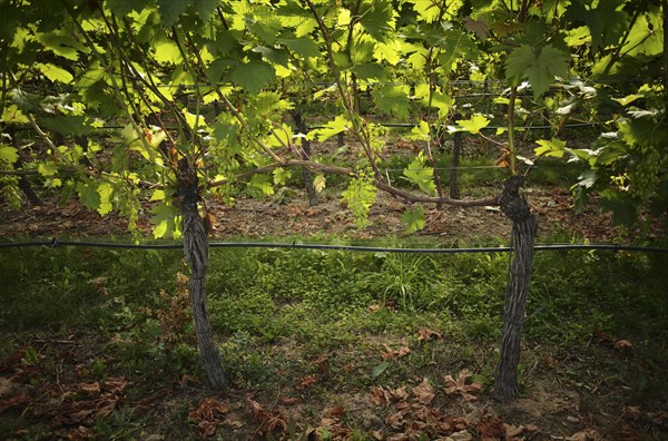 Irrigated vines