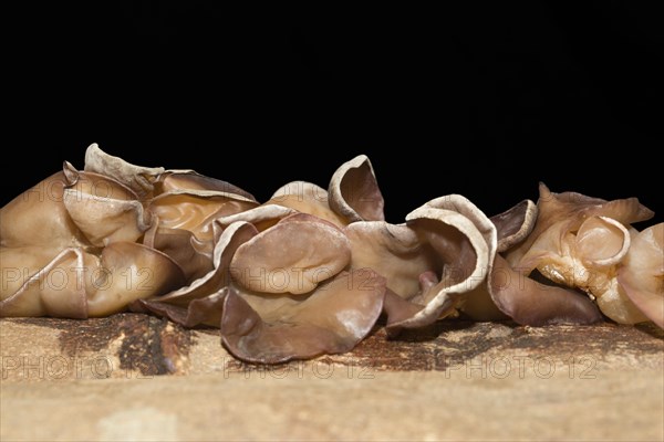 Auricularia auricula-judae