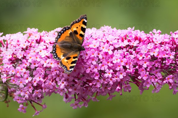 Small tortoiseshell