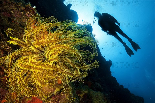 Feather stars