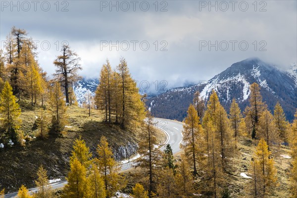 Autumn coloured larches