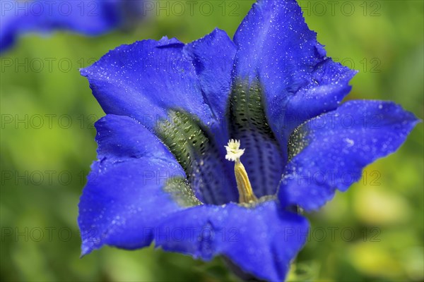 Flowering Stemless gentian