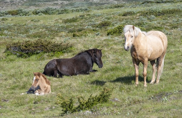 Norwegian fjord horses