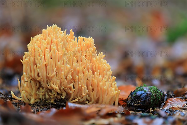 Orange mountain coral