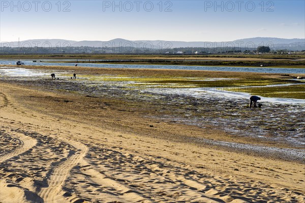 Ria Formosa during low tide with people gathering the seafood