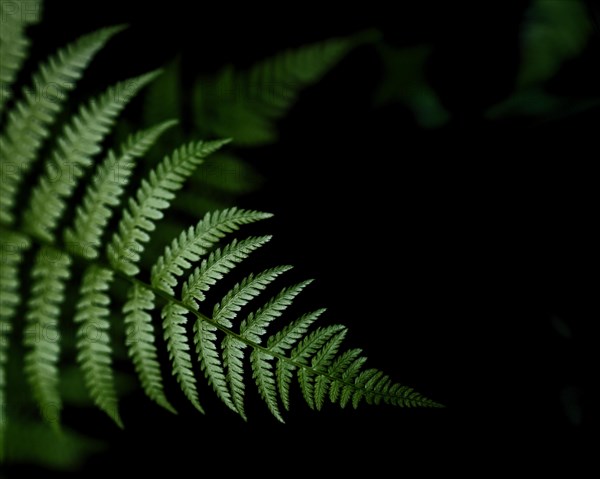 Fern at viewpoint Ilmenau balcony