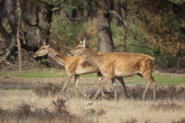 Red deer