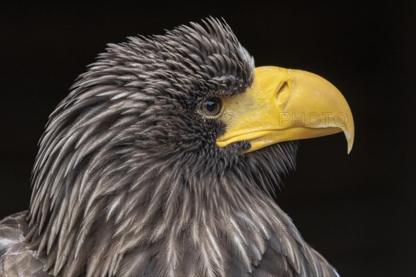 Portrait Giant Sea Eagle