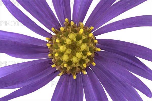 European Michaelmas Daisy