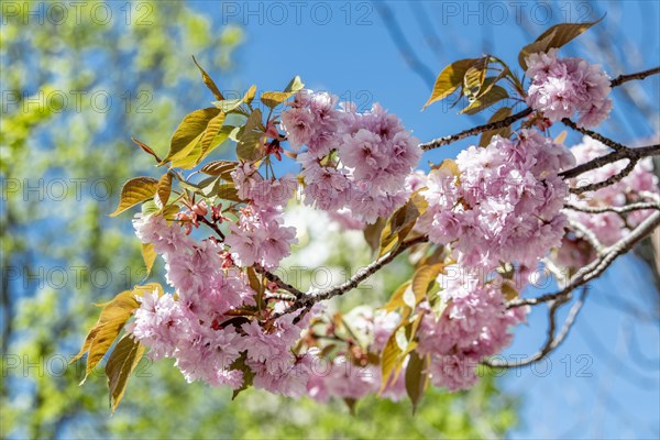 Cherry blossoms on a tree at Schrannenplatz