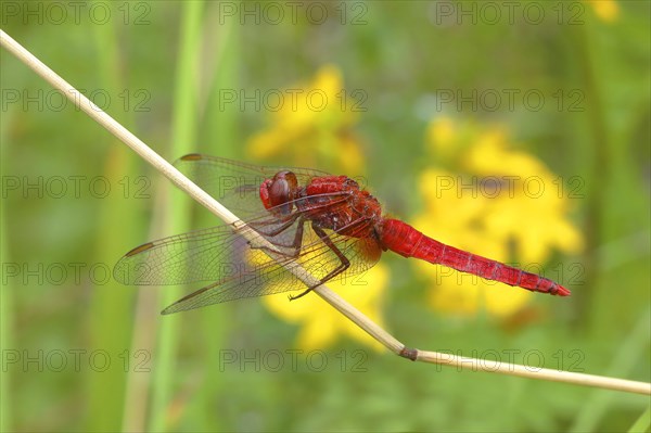 Scarlet dragonfly