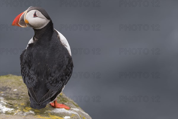 Puffin