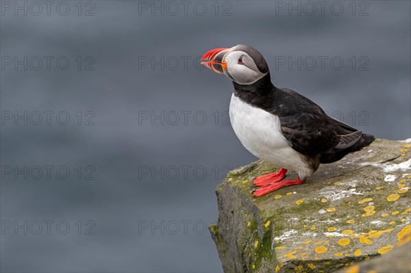 Puffin