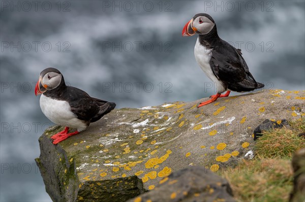 Puffin