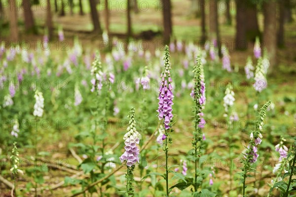 Common foxglove