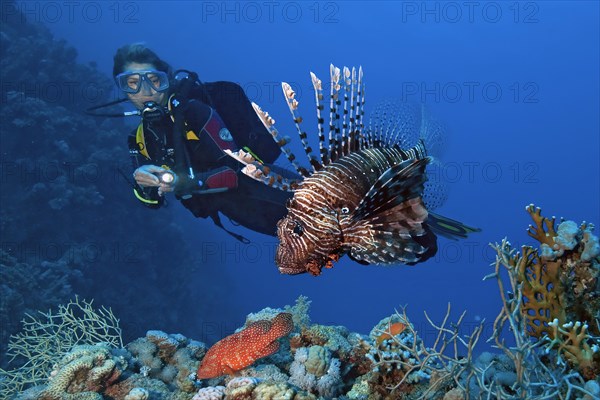 Diver looking at Indian common lionfish