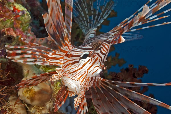 Red Lionfish