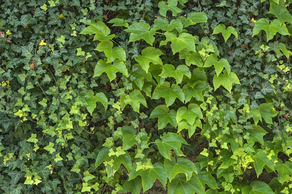 Boston ivy