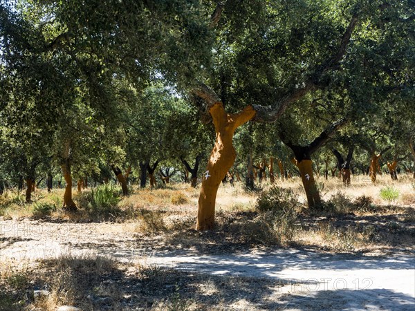 Cork oak