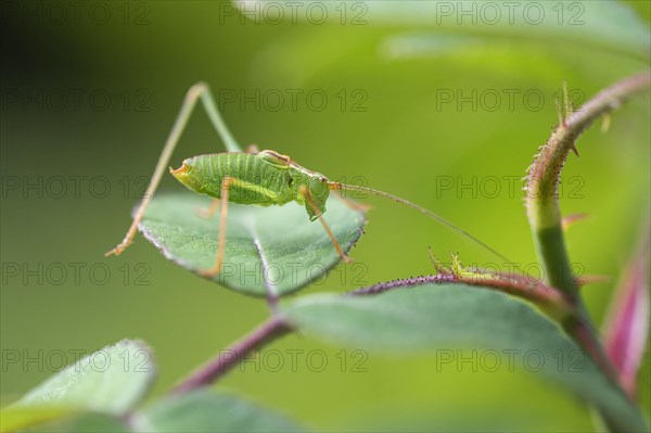 Great green bush cricket