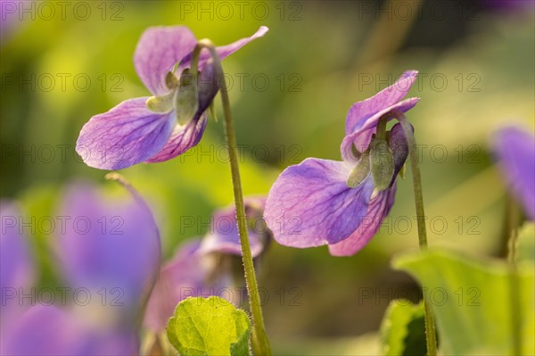 Early-dog violet