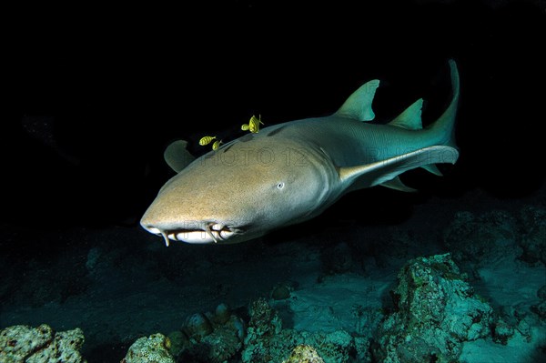 Nocturnal Tawny nurse shark