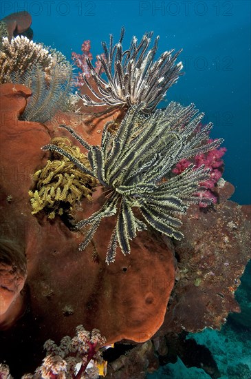 Feather stars