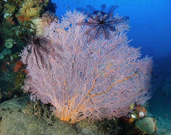 Pink Giant Sea Fan