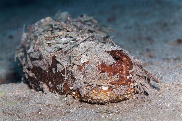 Sea cucumber also sea cucumber or holothuria