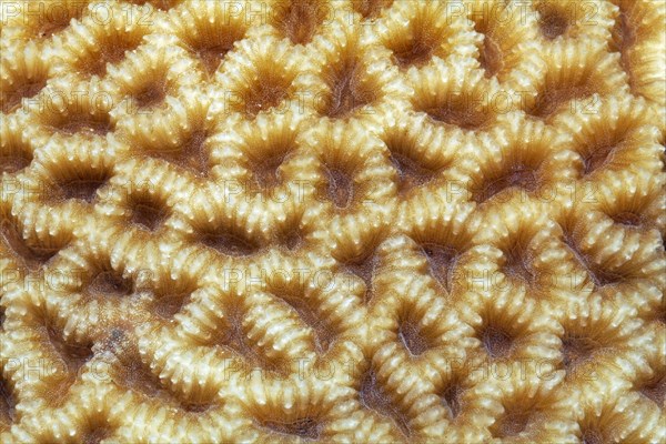 Large-pored stony coral