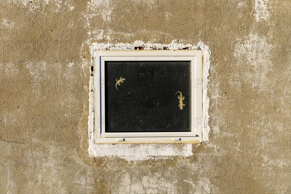 Two lizards on the window of unfinished house