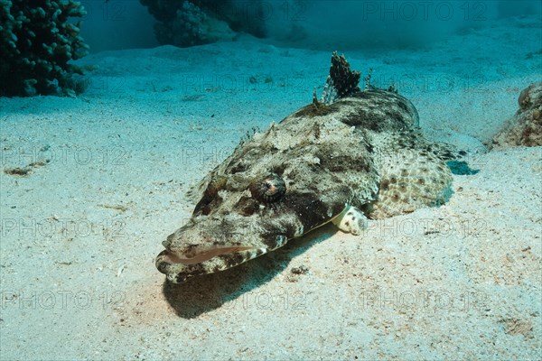 Tentacled flathead