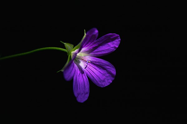 Wild geranium