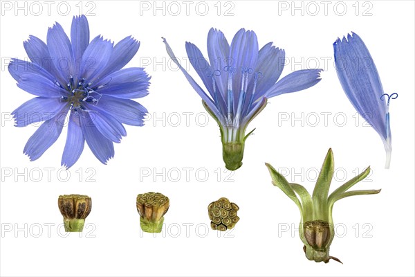 Common chicory