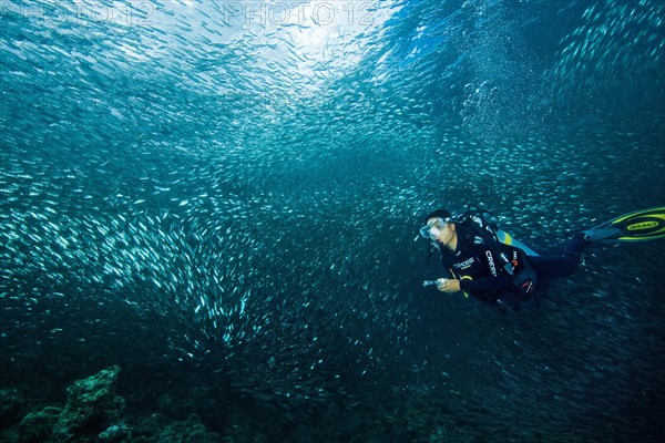 Diver next to school of Sardinops