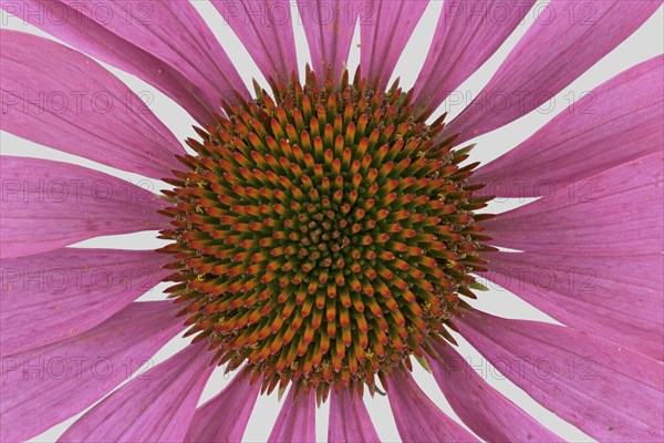 Purple Cone flower