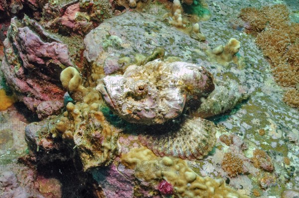 False stonefish