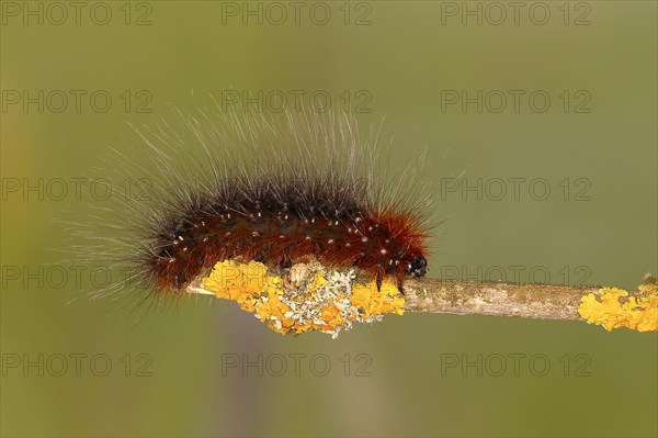 Garden tiger moth