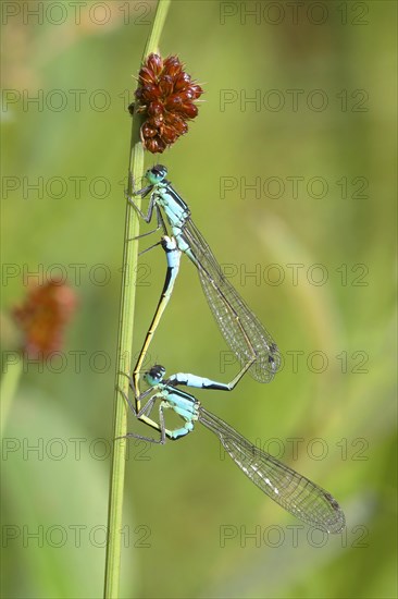 Blue-tailed damselfly