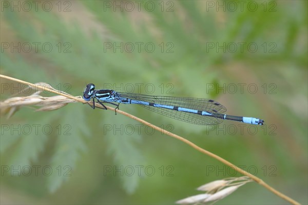 Azure damselfly